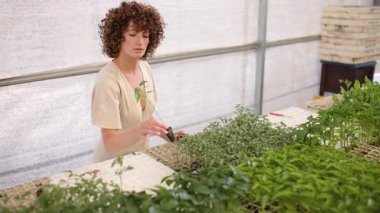 Profesyonel sera işçisi, genç fideleri dikkatlice inceleyerek, sürdürülebilir tarım üretimi için optimum bitki büyümesi ve kalite güvencesi sağlıyor