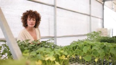 Bir seradaki genç bitkileri denetleyen tarım mühendisi, sağlıklı büyüme ve gelişimi sağlıyordu.