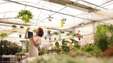 Sera sahibi asma fabrikasını tablet kullanarak inceliyor