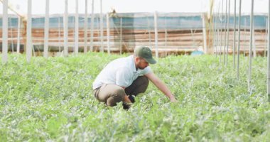 Deneyimli çiftçi olgun karpuzları dikkatlice inceler ve kaliteli hasat için sera ekimi sırasında olgun ürünleri seçer.