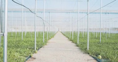 Bereketli karpuz bitkileri, modern tarım uygulamalarını temsil eden kontrollü bir sera ortamında gelişir.