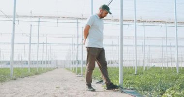 Yetenekli çiftçi büyük ticari bir serada olgun karpuzları dikkatlice kontrol edip biçiyor.