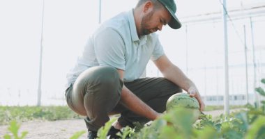 Deneyimli çiftçi modern serada karpuz gelişimini dikkatlice inceleyerek bitki sağlığını ve doğal güneş ışığı altında potansiyel hasat kalitesini inceliyor.