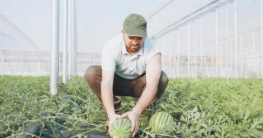 Yetenekli çiftçiler, kontrollü bir sera ortamında karpuz bitkilerini izleyip sağlıklı büyümeyi sağlıyorlar.