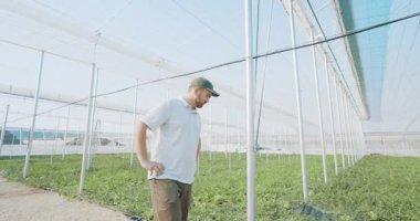 Deneyimli çiftçi geniş endüstriyel sera içinde karpuz ürünlerini dikkatlice kontrol ederek, sürdürülebilir tarım için bitki sağlığı ve büyüme potansiyelini değerlendirdi