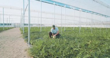 Deneyimli çiftçi, modern seradaki karpuz ekinleri büyümesini dikkatle inceliyor, bitki sağlığını izliyor ve yaz mevsiminde olgunlaşan meyveleri izliyor.