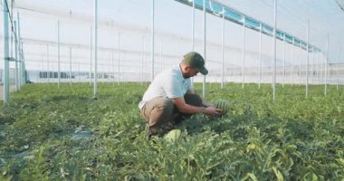 Profesyonel çiftçi karpuz ürünlerini dikkatle inceleyerek, modern seradaki büyüme koşullarını izleyerek, optimum gelişimi ve tarım üretiminin kalitesini güvence altına alarak,