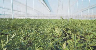 Cam sera altında büyüyen yemyeşil karpuz bitkileri, sürdürülebilir tarım büyümesi ve canlı yeşil tarım ortamı sergilerler.