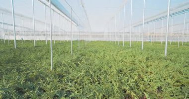 Bereketli karpuz bitkileri kontrollü bir serada gelişiyor, modern tarım uygulamalarını sergiliyorlar.