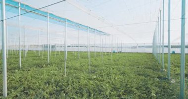 Bereketli karpuz bitkileri geniş bir serada kontrollü bir ortamda büyür ve bol miktarda hasat vaat ederler.