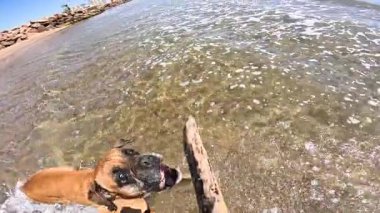 Güneşli yaz gününde mavi gökyüzüne karşı sahilde yüzen bir sopa yakalamak için sığ deniz suyuna atlayan boksör köpeği.