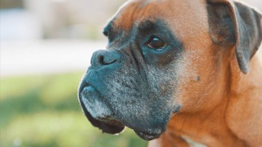 Kıdemli boksör köpeği rahat bir günün tadını çıkarıyor. Nazik doğayı ve yaşlılığı gözler önüne seriyor.