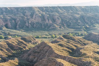 Gorafe, Granada, İspanya 'nın kurak, yarı çöl manzarasında gelişen zeytin ağaçları sert bir çevrede dayanıklılık gösteriyor.