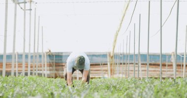 Çiftçi eğiliyor, canlı domates bitkileriyle ilgileniyor, yeşil yapraklarla çevrili, geniş ticari bir serada gelişiyor.