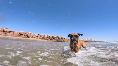 Deniz suyuna hücum eden enerjik boksör köpeği, parlak yaz gününde kıyı şeridi yakınlarında neşeli hareketlerle dinamik sıçramalar yaratıyor.