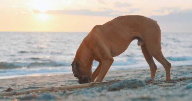 Boksör köpeği gün batımında kumsalda neşeli bir şekilde kumu kazıyor, altın saatin ve okyanus esintisinin sıcaklığının tadını çıkarıyor.