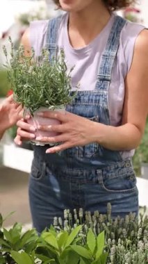 Dişi bahçıvan lavanta kokusunun tadını çıkarırken yemyeşil sera bitkilerinin arasında duruyor, barışçıl tarım tutkusunu somutlaştırıyor. Dikey