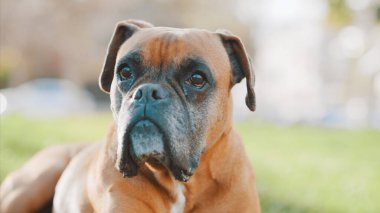 Fawn boksör köpeği canlı bir bahçedeki yemyeşil çimlerde huzur içinde uzanıyor, güneşli güzel bir günün sıcaklığını emiyor.