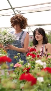 Kırmızı ve beyaz sardunyalarla çevrili bir müşteriye beyaz çiçekleri gösteren bir sera işçisi. Dikey