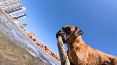 Oyuncu boksör köpeği okyanustan çubuk topluyor, serinletici sıçramalar yaratıyor ve güneşli plaj gününün tadını çıkarıyor.