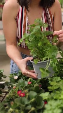Maydanoz yetiştiren profesyonel kadın bahçıvan, güneş ışığında serada otları dikkatlice inceleyen sürdürülebilir tarım uygulamaları sergiliyor. Dikey