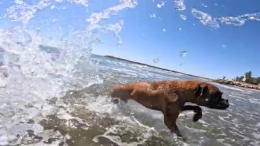 Güneşli bir günde açık mavi gökyüzünün altında sığ kıyı sularında koşan boksör köpeği enerjik sıçramalar yaratıyor ve hareketin tadını çıkarıyor.