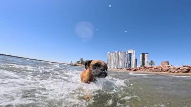 Güneşli bir günde deniz dalgalarında koşan ve oynayan boksör köpeğiniz, ferahlatıcı su ve plaj manzarasının tadını çıkarıyor.