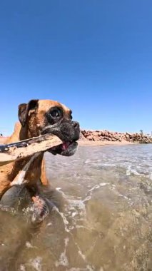 Şirin boksör köpeği sığ deniz suyunda yürüyor güneşli bir yaz gününde deniz kıyısındaki binaların yakınında ağzında sopayla.