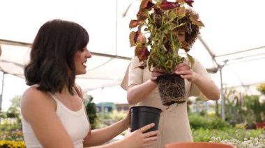 Profesyonel çocuk bakıcısı, rutin bakım sırasında titreşimli kolesonu küçük konteynırdan büyük bir teras tenceresine dikkatlice aktarıyor.