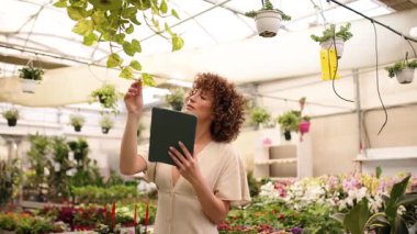 Sera işçisi, dijital tablet kullanarak bitki sağlığını dikkatlice analiz ederken modern tarım çocuk yuvasında çiçek açan ürünlerle ilgileniyor.