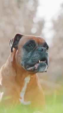 Huzurlu boksör köpeği yemyeşil bahçe çimlerinde dinleniyor, güneşli bir günde dikkatli ve meraklı bir ifadeyle etrafı seyrediyor.