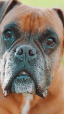 Bir boksör köpeğinin yakın çekimi, benzersiz kişiliği ve karakterini gözler önüne sererek, bir dizi çerçeve içinde ifadeler ve duygular yakalıyor.