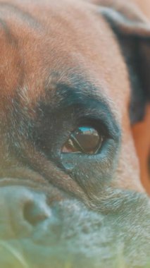 Derin, melankolik kahverengi gözleri olan duygusal boksör köpeği doğrudan kameraya bakıyor, sadık hayvan arkadaşının duygusal derinliğini ortaya çıkarıyor.