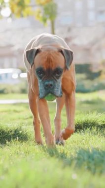 Profesyonel boksör köpeği çimenli açık hava ortamında koşar, yeşil topu hevesle taşırken oyuncu enerjisini gösterir ve davranışlarını geri almaya odaklanır.