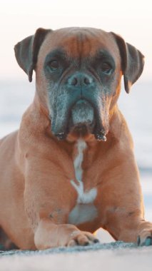 Dinlenen kahverengi boksör köpeği kumlu sahilde huzur içinde uzanıyor, altın saat boyunca sakin sahile bakan seyirciye bakıyor.