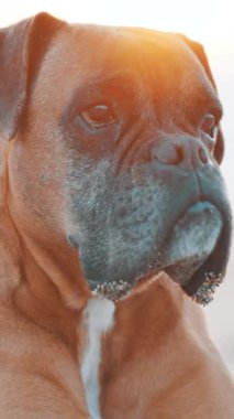 Kahverengi boksör köpeği kumlu sahilde dinleniyor altın günbatımında, sakin bir ifade sergiliyor kum tozlu çene ve rahat duruş
