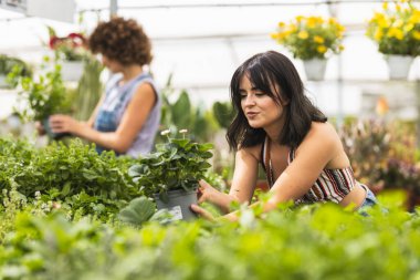 Başka bir işçi arka planda bitki yetiştirirken, serada çilek saksısı inceleniyor.
