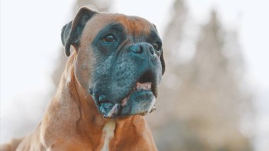 Güneşli bir günün tadını çıkaran güzel bir boksör köpeğinin portresi, kendine özgü yüz hatlarını ve nazik doğasını gözler önüne seriyor.