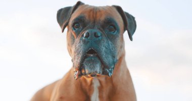 Güzel bir boksör köpeğine yakın çekim, ilginç bir ifadeyle, yumuşak, açık mavi gökyüzüne karşı.