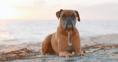 Gün batımında kumlara uzanmış güzel boksör köpeği kumsalın huzurlu atmosferinin tadını çıkarıyor.
