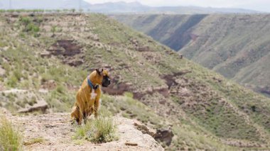 Boksör köpeği sakin bir şekilde kayalık yamaçta oturuyor. Uzak yeşil tepeler ve derin vadi manzaralı. Gorafe Çölü 'nde, Granada, İspanya.