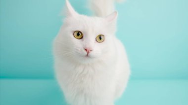 Canlı bir açık mavi arka planda poz veren güzel beyaz Türk angora kedisinin stüdyo portresi