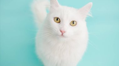 Beyaz Türkçe angora kedisi zarif sarı gözleri ile narin mavi arka planda poz veriyor, zarafet ve cazibe yayıyor.
