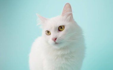 Beyaz Türk angora kedisi kameradan uzağa bakıyor, yumuşak, mavi bir zemin üzerine kurulmuş, zarafet ve cazibe yayıyor.