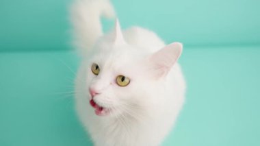 Beyaz Türk angora kedisi dilini birkaç kez dışarı çıkarmış, turkuaz bir arka planda izole edilmiş.