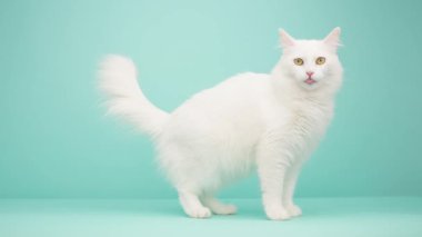 El değmemiş beyaz angora kedisi kendini tımar ediyor, canlı turkuaz stüdyo arka planında zarif duruyor, kedi zarafeti ve güzellik sergiliyor.
