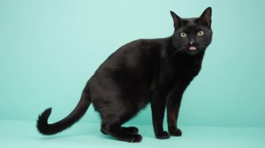 Turkuaz arka planda poz veren siyah kedi, oyuncu merakla pozisyon değiştiren, temiz minimalist yüzeye karşı farklı ifadeler ve duruşlar sergiliyor