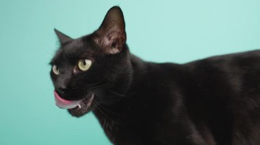 Kara kedi miyavlıyor, çeşitli duygular ve canlı turkuaz stüdyo arkaplanına karşı ses iletişimi sergiliyor.