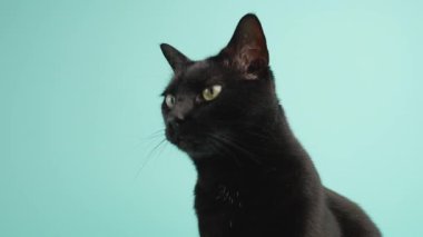 Pembe dil uzatan oyuncu siyah kedi, etkileyici yeşil gözleri olan canlı turkuaz stüdyo arka planına tuhaf bir şekilde bakıyor.