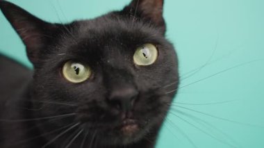 Kara kedi şakacı bir şekilde dili dışarı çıkarıyor, canlı turkuaz stüdyo arka planına karşı komik ifadeler sergiliyor, kedi kişiliğini yakından gösteriyor.